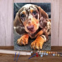Teckel Arlequin au Regard Craquant Peinture Par Numéros Chiens