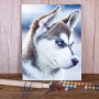 Husky Sibérien aux Yeux d'Azur Peinture Par Numéros Chiens