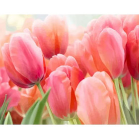 Peinture par Numéros Jardin de Tulipes sous le Feuillage Peinture Par Numéro Fleurs