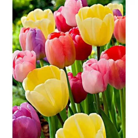 Tulipes Sauvages - Peinture par Numéros | 36 Couleurs - 50x60cm Peinture Par Numéro Fleurs