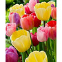 Tulipes Sauvages - Peinture par Numéros | 36 Couleurs - 50x60cm Peinture Par Numéro Fleurs
