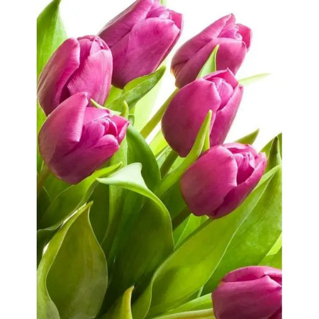 Tulipes Hollandaises | Voyage Artistique aux Pays-Bas Peinture Par Numéro Fleurs