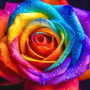 La Rose Éternelle Multicolore Peinture par Numéro Pop Art