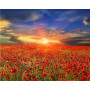 Champ de Coquelicots | Ambiance Champêtre Peinture Par Numéro Fleurs
