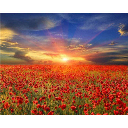 Champ de Coquelicots | Ambiance Champêtre Peinture Par Numéro Fleurs