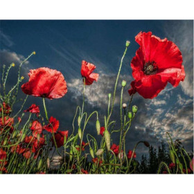 Coquelicots Sauvages | Liberté Florale Peinture Par Numéro Fleurs