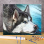 Husky Sibérien au Regard Azur Peinture Par Numéros Chiens