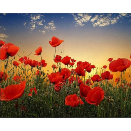 Coquelicots au Vent | Danse Poétique Peinture Par Numéro Fleurs