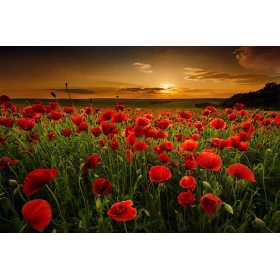 Coquelicots au Crépuscule | Magie du Soir Peinture Par Numéro Fleurs