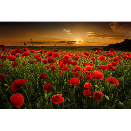 Coquelicots au Crépuscule | Magie du Soir Peinture Par Numéro Fleurs