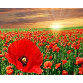 Champ de Coquelicots | Symphonie Écarlate Peinture Par Numéro Fleurs
