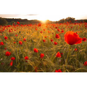 Coquelicots au Lever du Soleil | Éveil Flamboyant Peinture Par Numéro Fleurs