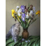 Chat Persan Rêveur et Iris Multicolores | Tableau DIY Poétique et Inspirant Peinture Par Numéro Chats