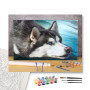 Contenu du kit - Husky Sibérien au Regard Azur
