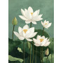 Peinture par Numéro Rêve de Lotus Blancs
