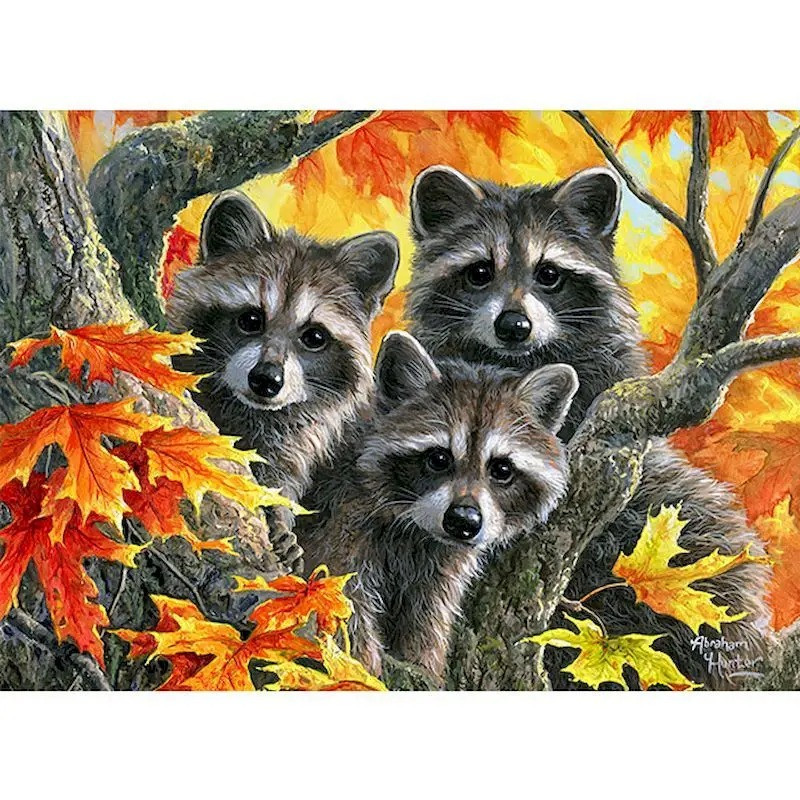 Résultat final du tableau Ratons Laveurs : Trio d'Automne